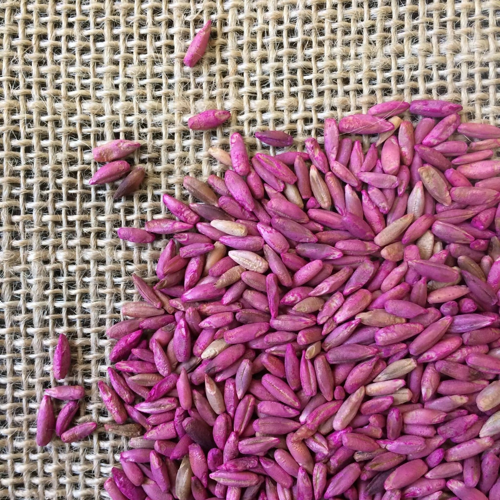 ELBON CEREAL RYE Douglass King Seeds